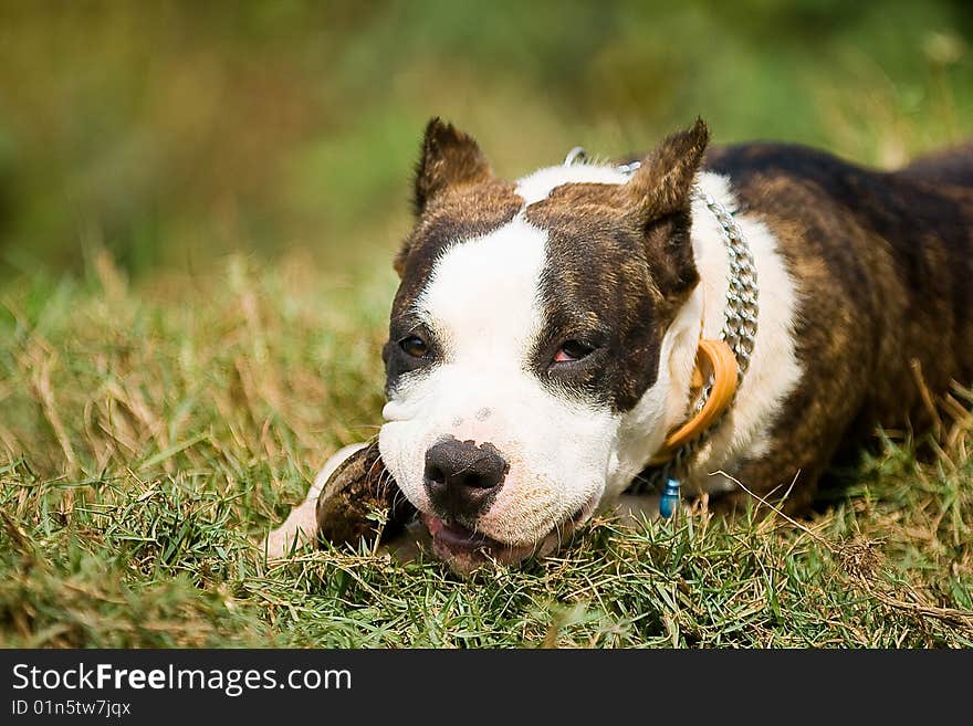 American pitbul-terrier