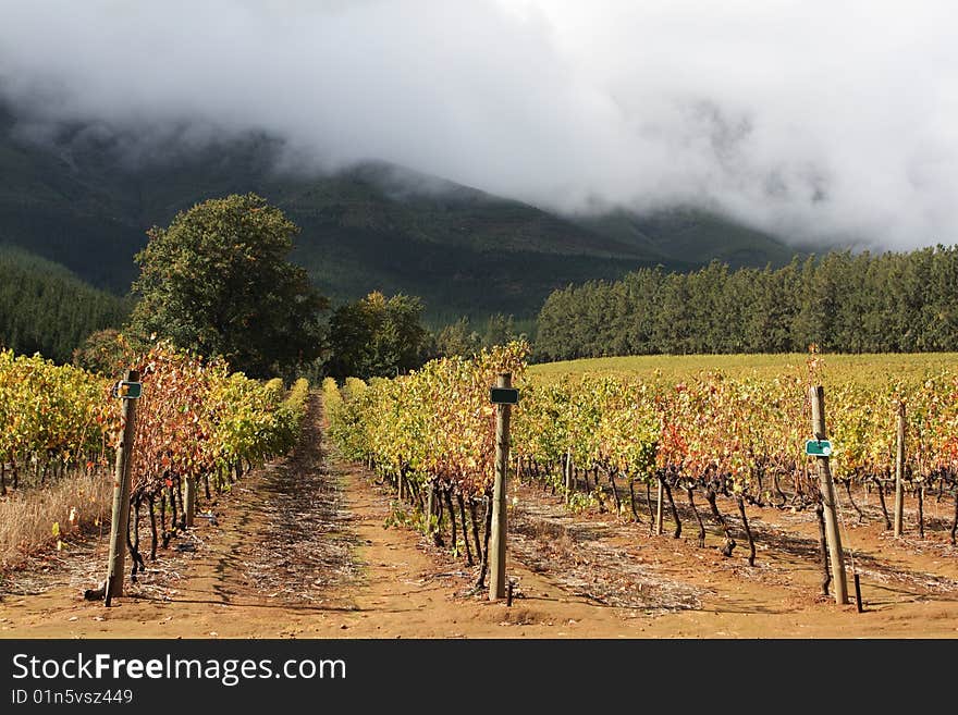 Rows of vines with mountains and forest in the background. Rows of vines with mountains and forest in the background