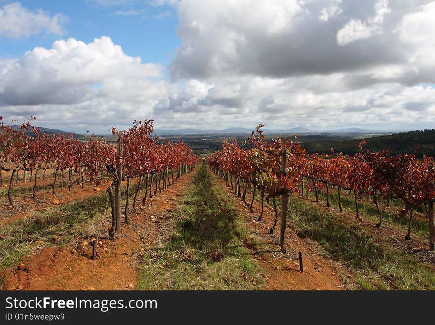 Rows of vines with a valley and clouds in the background. Rows of vines with a valley and clouds in the background