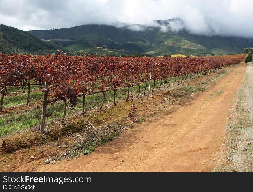 Rows of vines with mountains and forest in the background