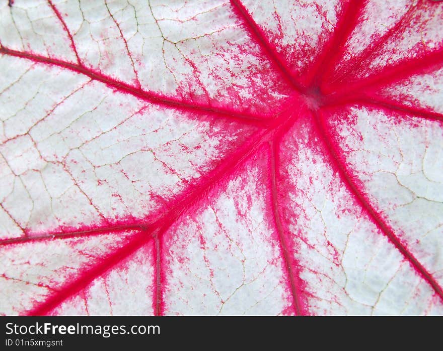 The beautiful red pattern of a white leaf. The beautiful red pattern of a white leaf