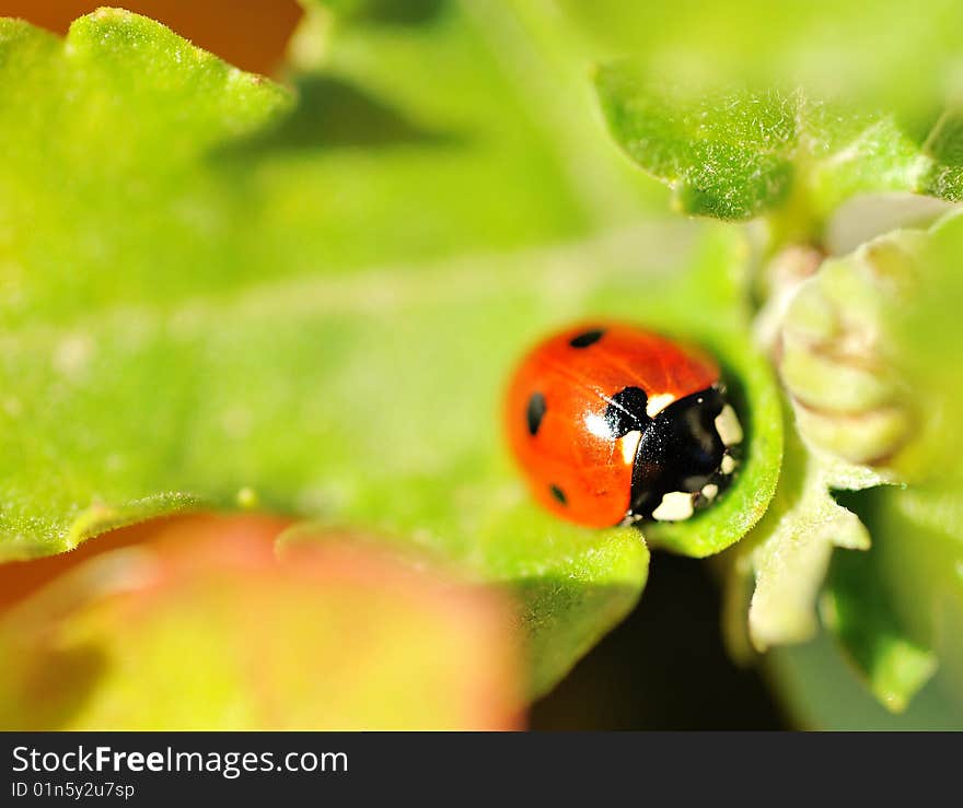 Close up of Ladybug on green leaf