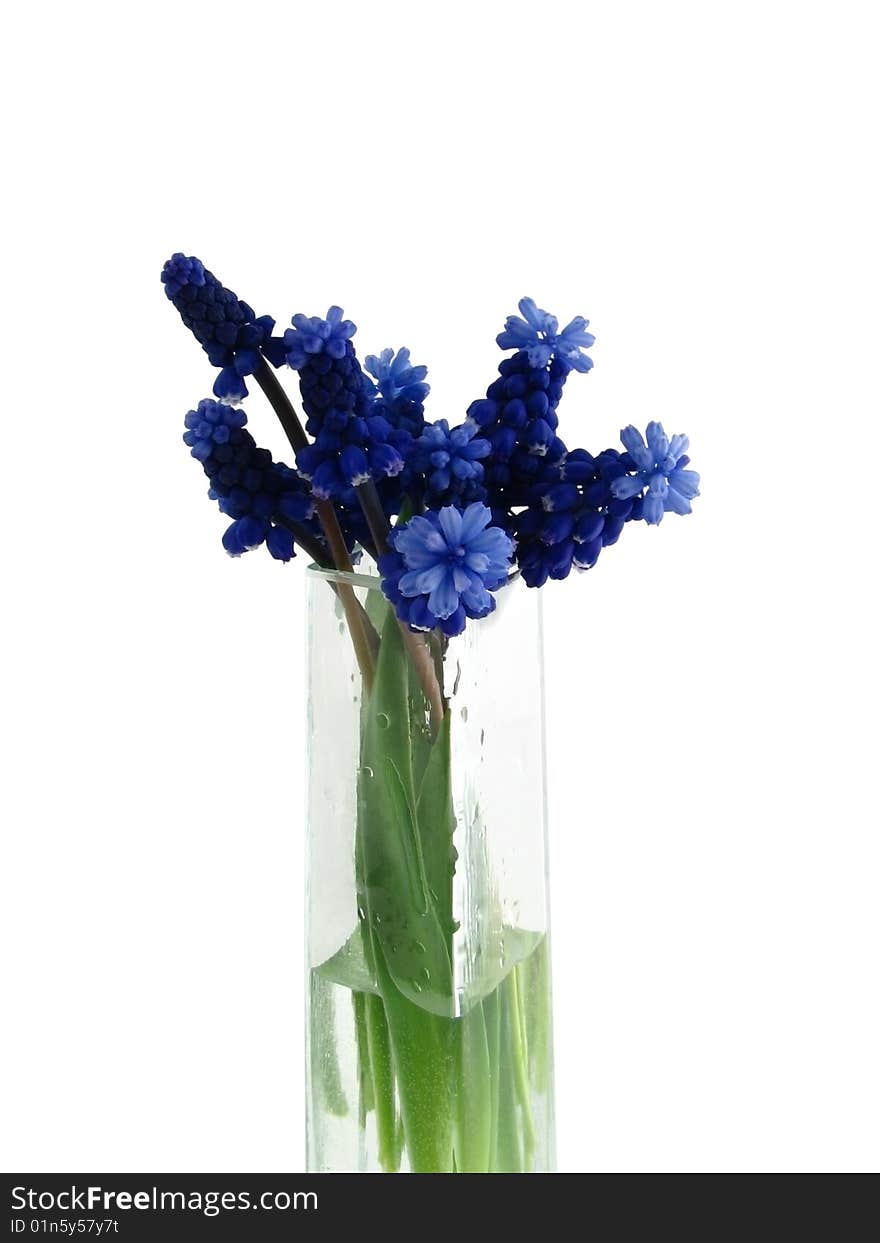 Blue Flowers in a vase.