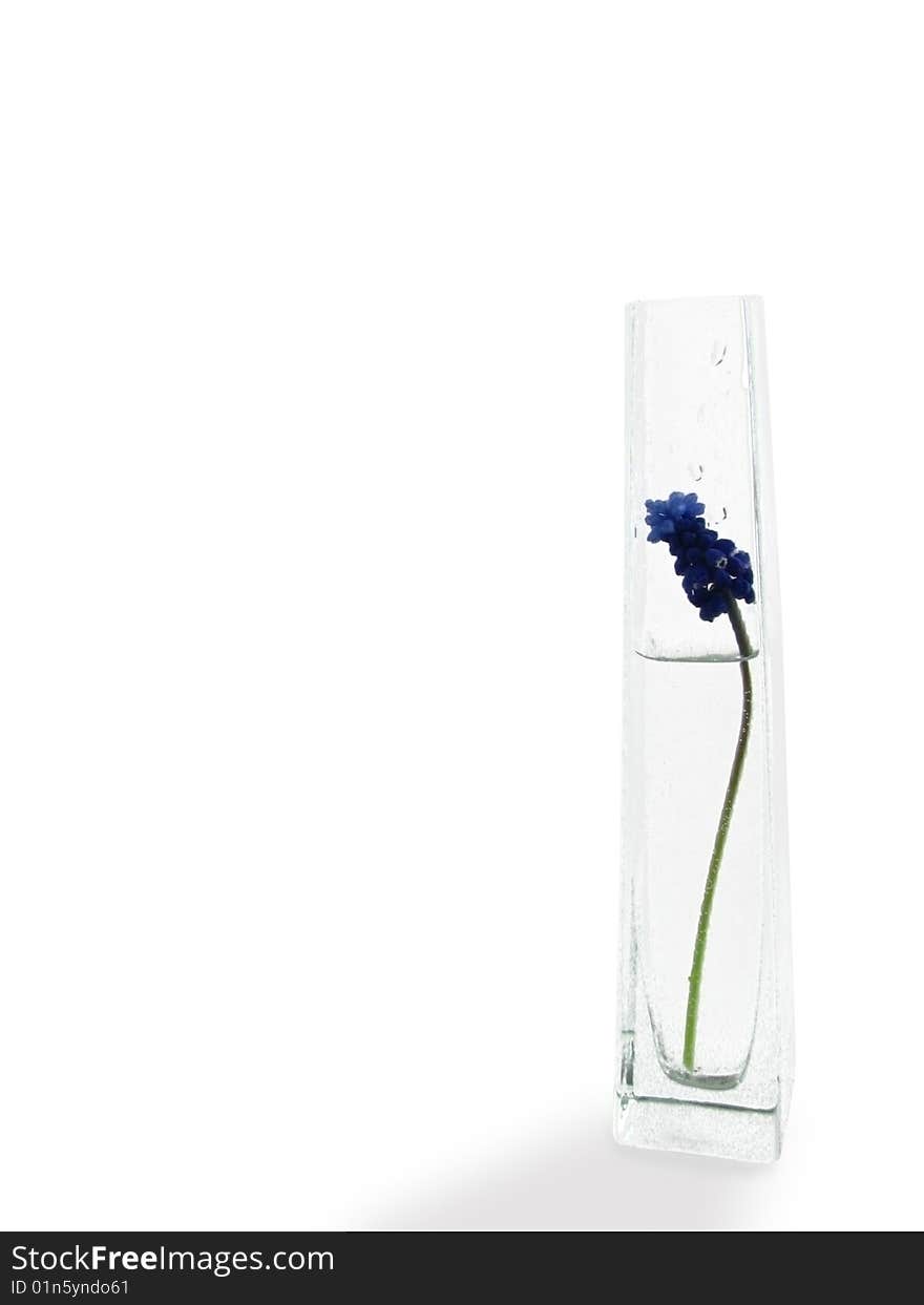 Flowers in a vase with drops.