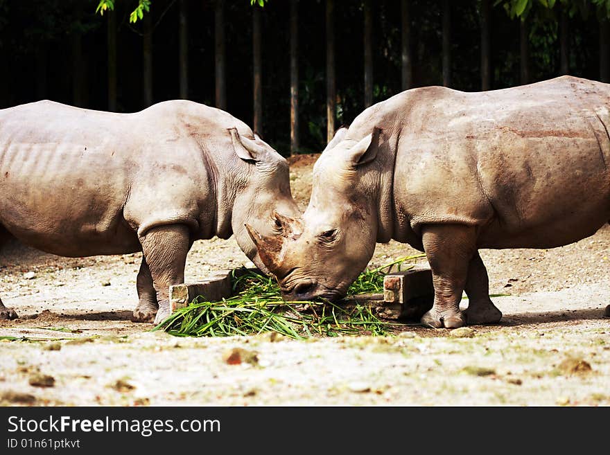 Two Rhinoceros eating grass at Taiping Zoo, Malaysia. Two Rhinoceros eating grass at Taiping Zoo, Malaysia.