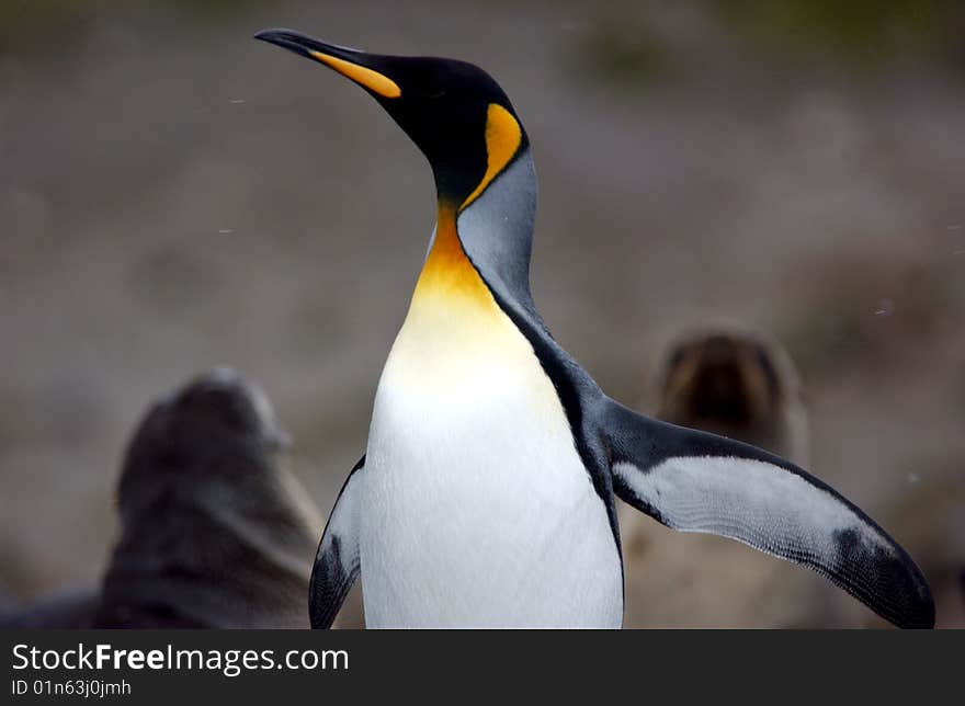 King penguin