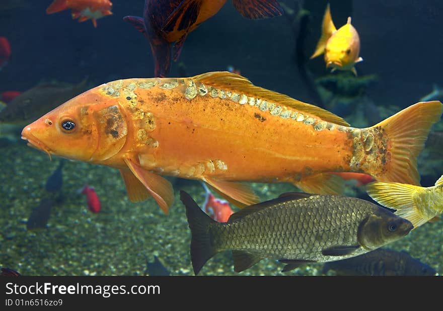 Goldfish. Latin name - Carassius auratus. Goldfish. Latin name - Carassius auratus