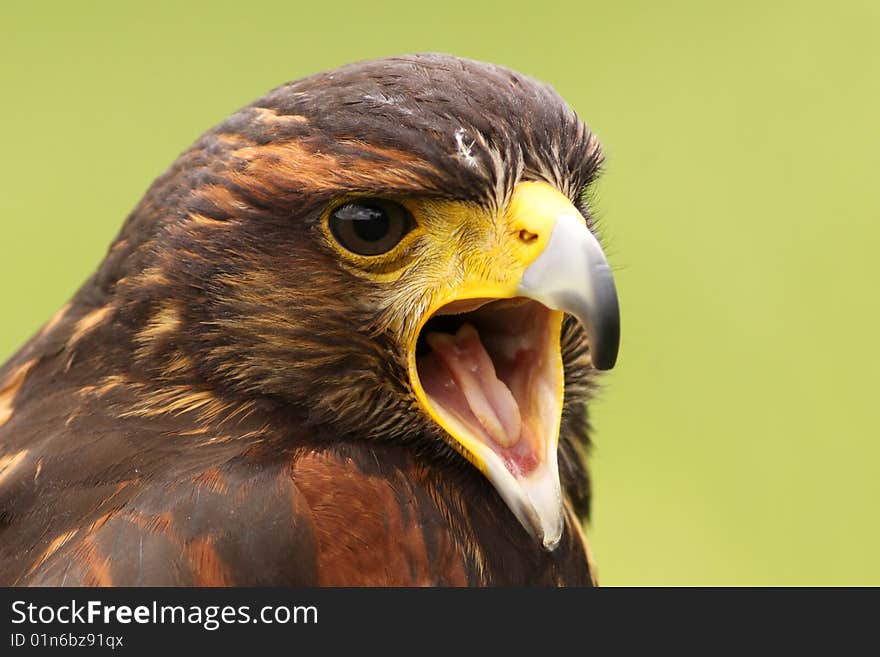 Harris hawk screaming