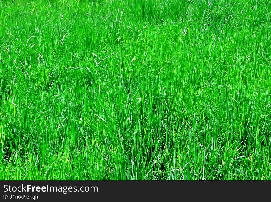 Green lawn as a natural background