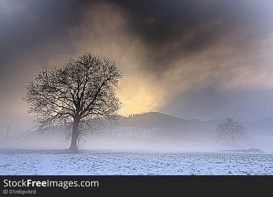 A tree in strong fog. A tree in strong fog