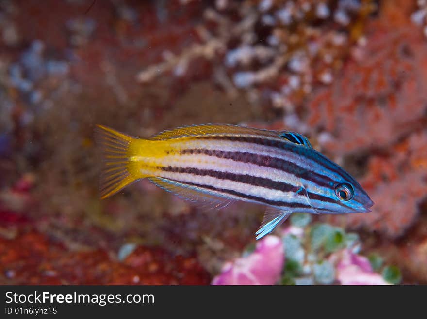 A little bait fish darting furtively about