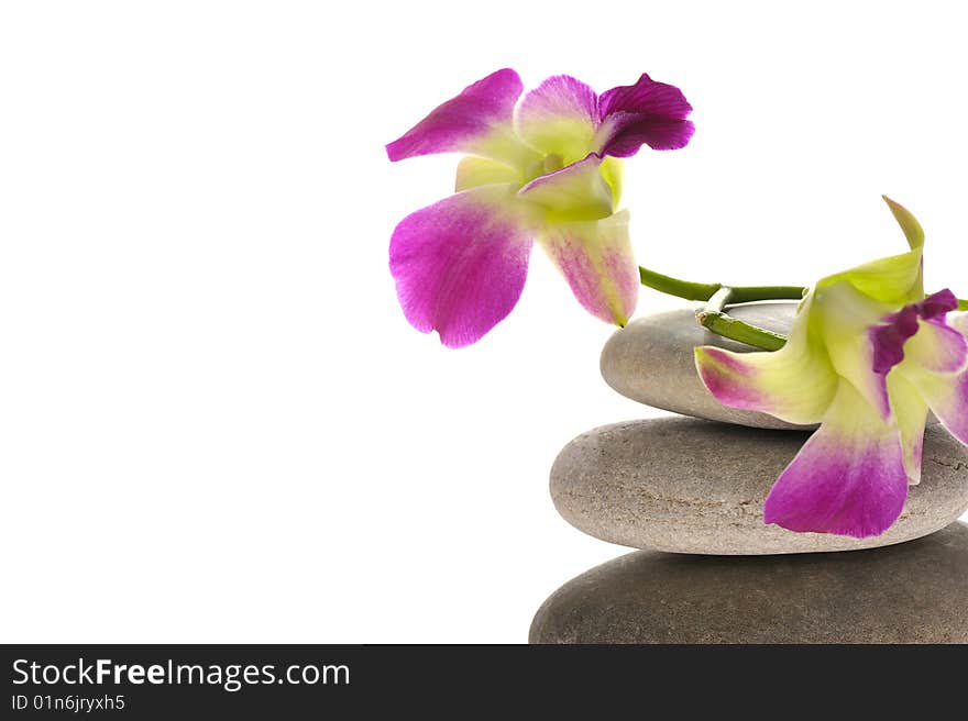 Pink orchid with pebble isolated on white. Pink orchid with pebble isolated on white