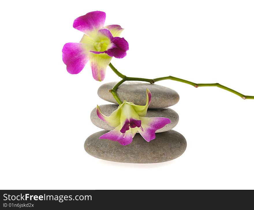 Pink orchid with  pebble isolated on white. Pink orchid with  pebble isolated on white