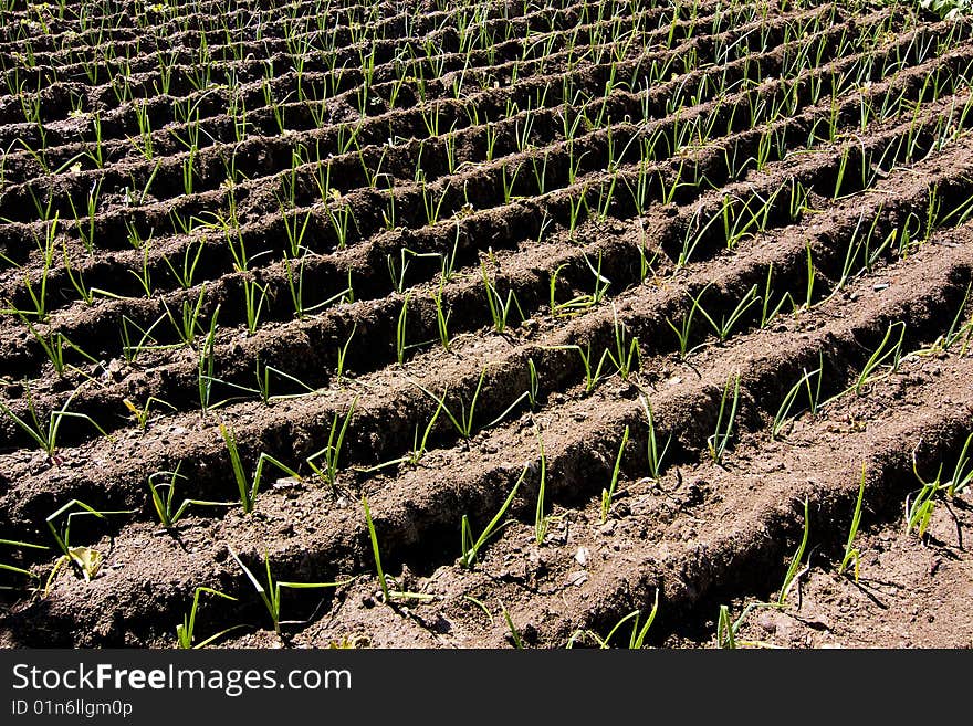 Planting and cultivation of plants in the garden