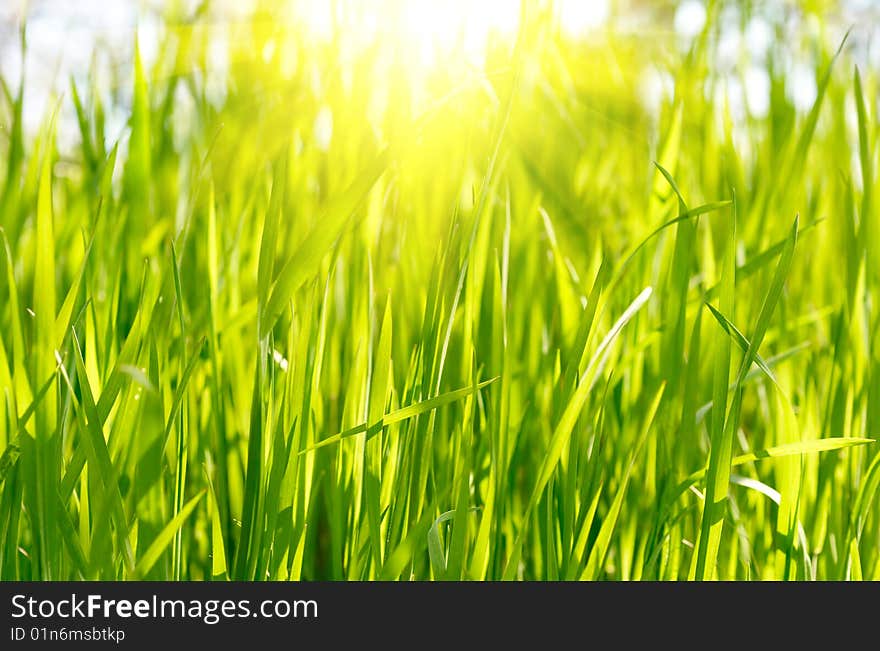 Green grass meadow on sunset. Green grass meadow on sunset