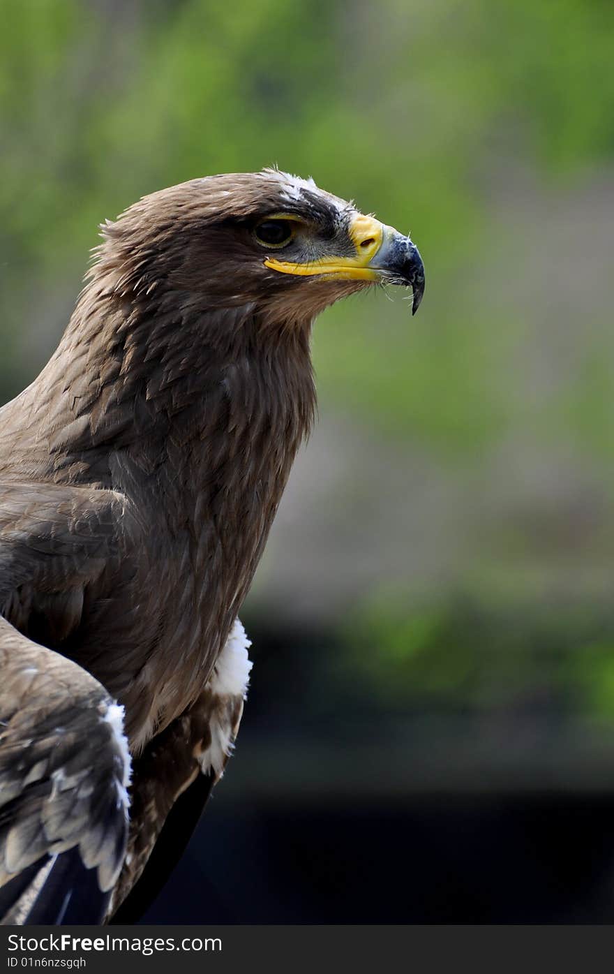 Profile of a buzzard bird of prey.