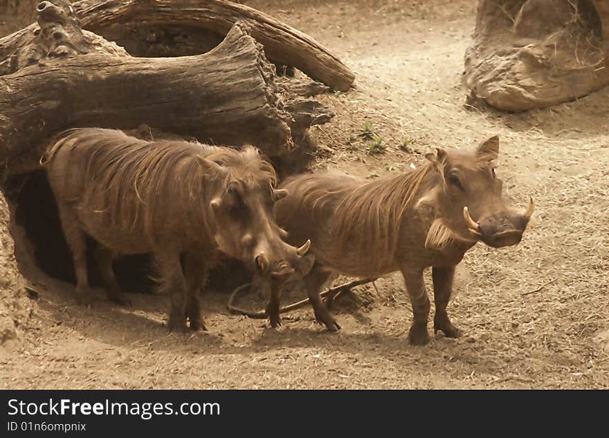 Warthogs Leave Their Hole For A Stroll