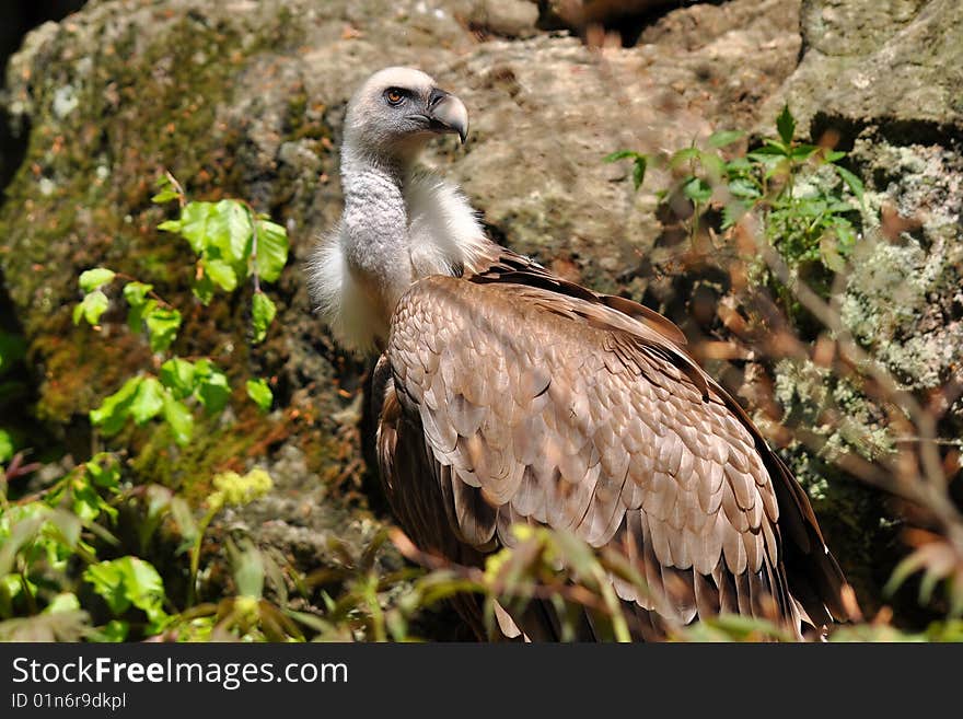 Griffon vulture