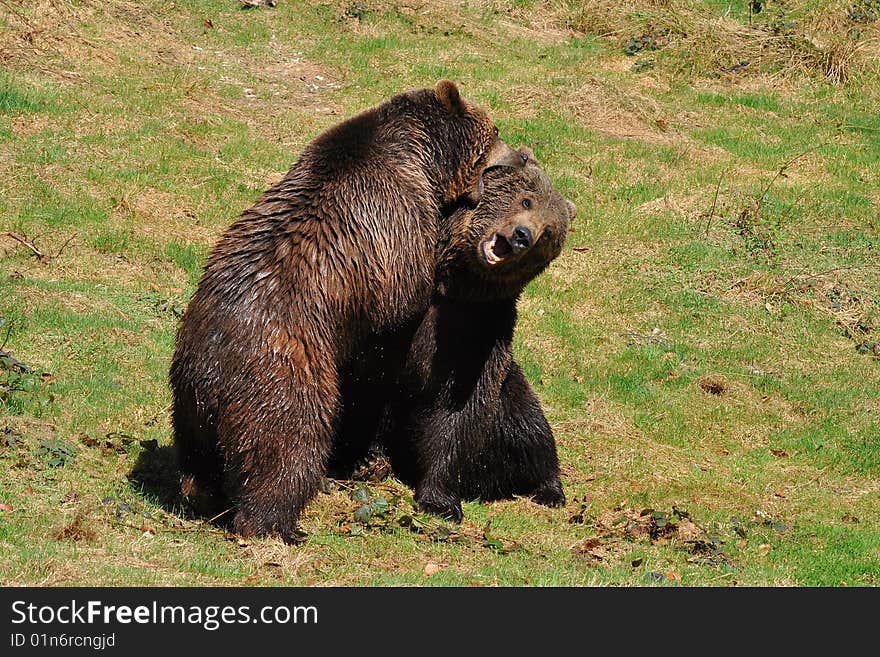 Brown bears in fight