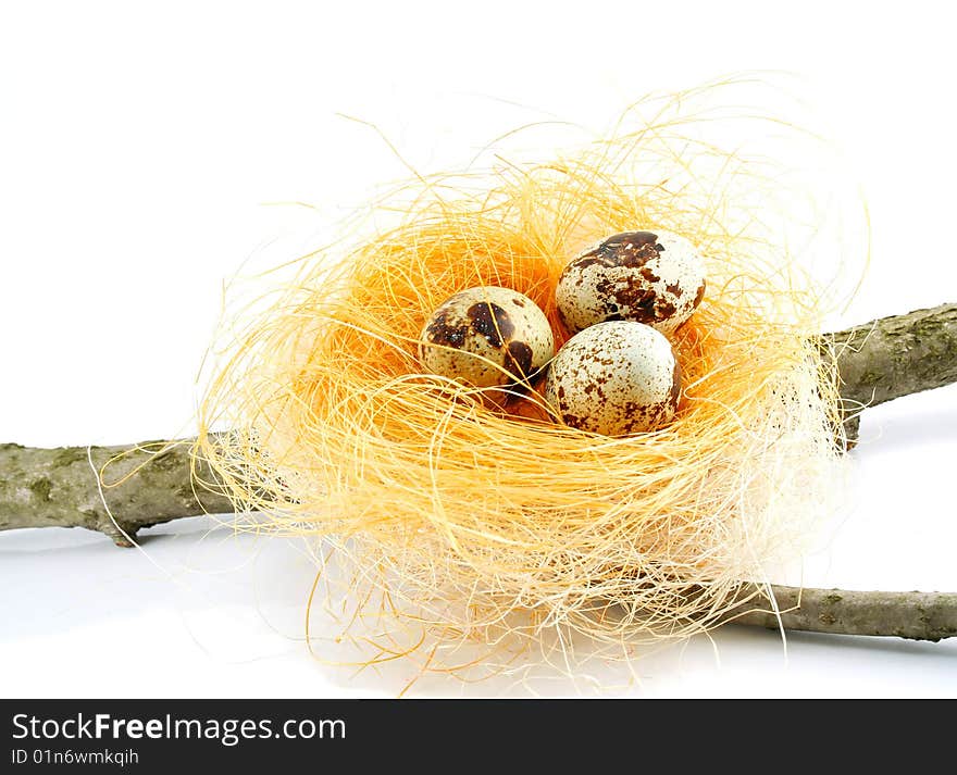 A nest on a branch isolated on a white background