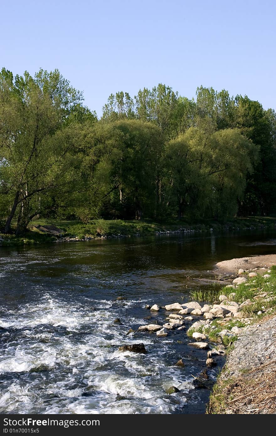 Forest Stream