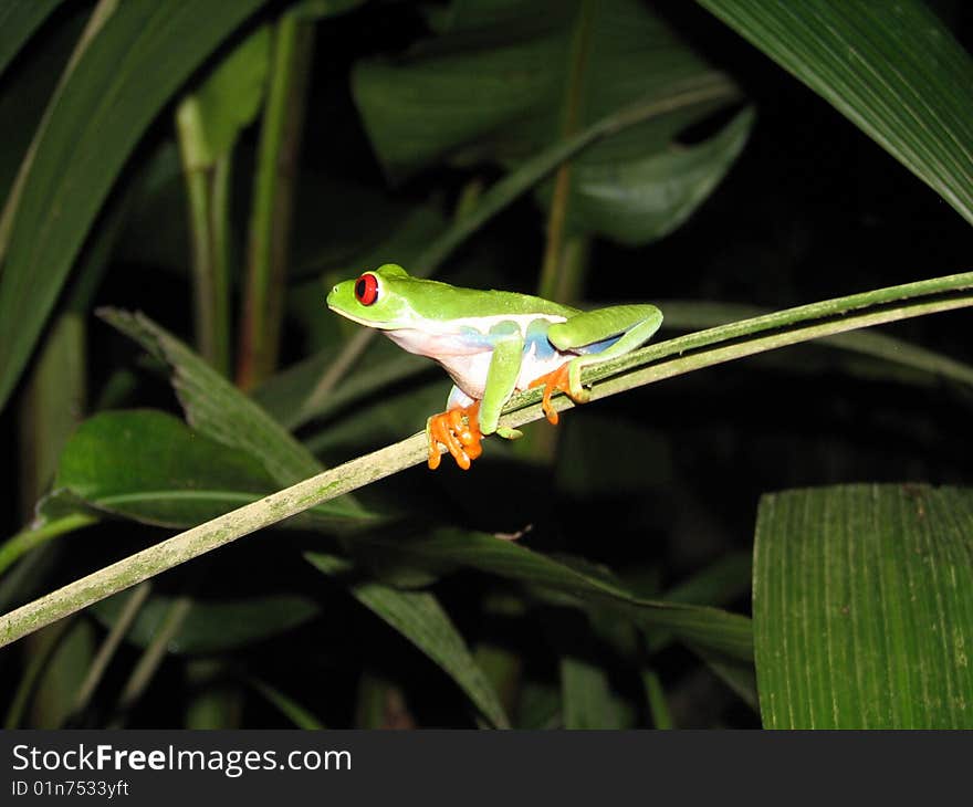 This Red Eyed Tree Frog gave us a good pose.