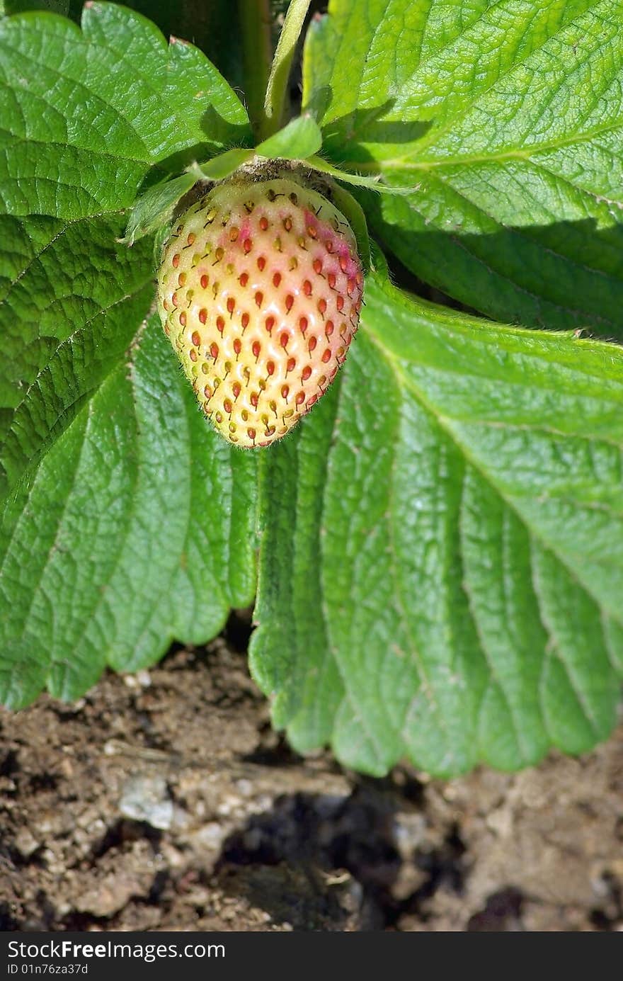 A strawberry in green leves