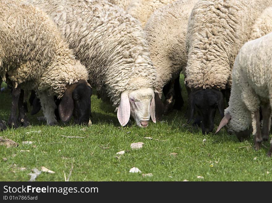 Close up photo of sheep