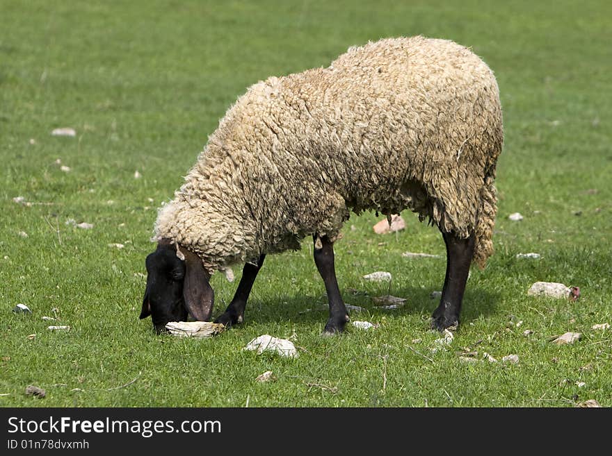 Photo of sheep on grass