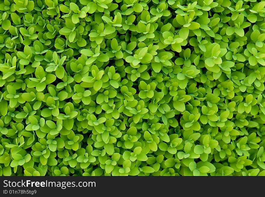 Green carpet of fresh leafs