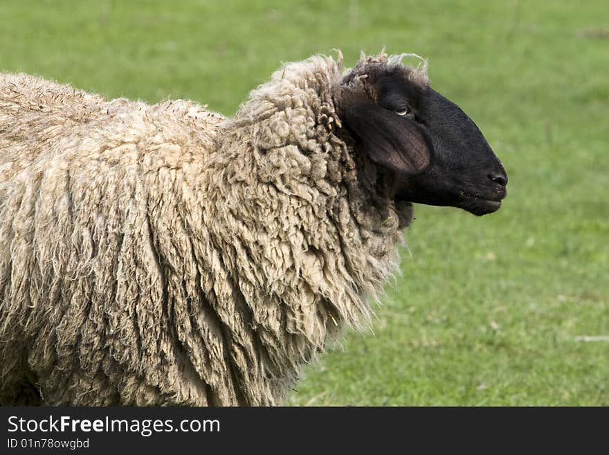 Close up photo of sheep