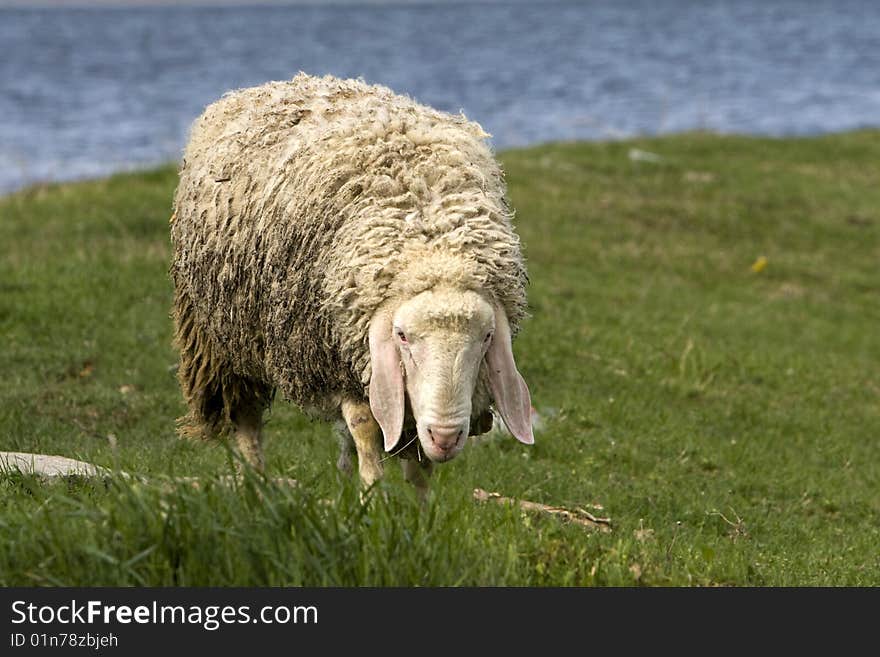 Portrait of a sheep in the field