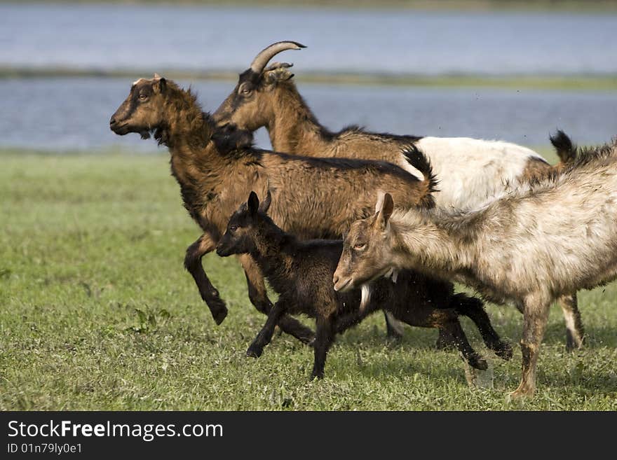 Photo of goats runing over the field