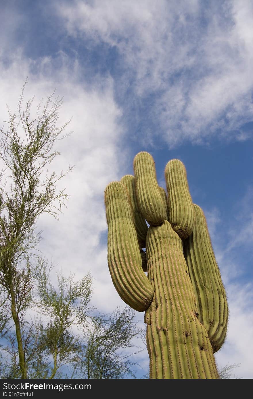 A tall saguaro cactus against the sky