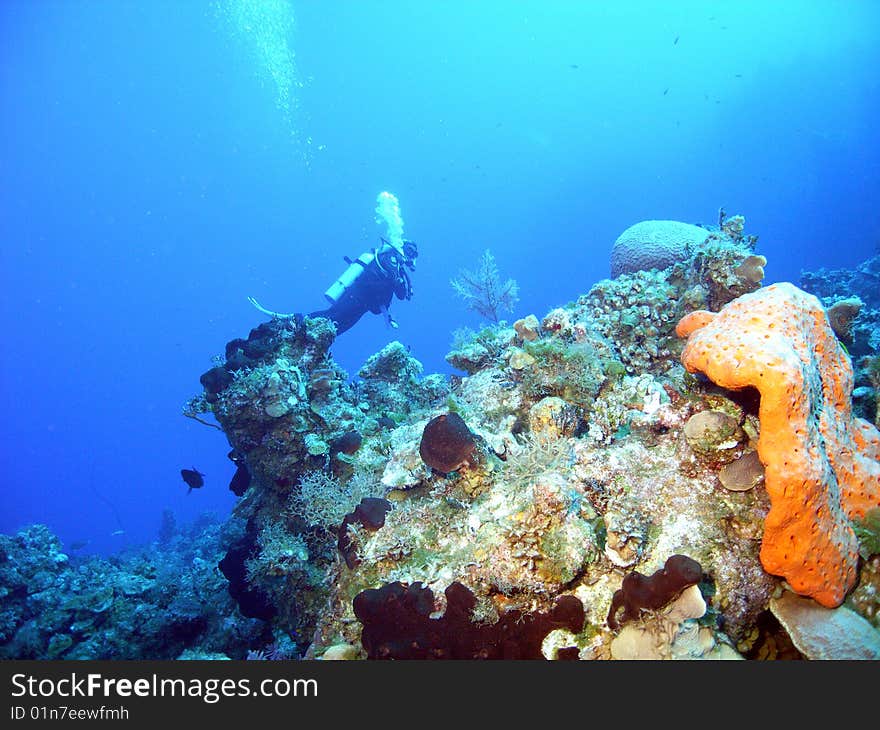 A scubadiver glides above the coralscape near san salvador, bahamas;. A scubadiver glides above the coralscape near san salvador, bahamas;