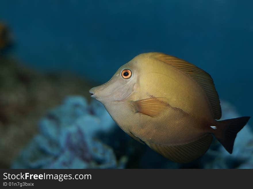 Yellow tang (Zebrasoma flavescens)