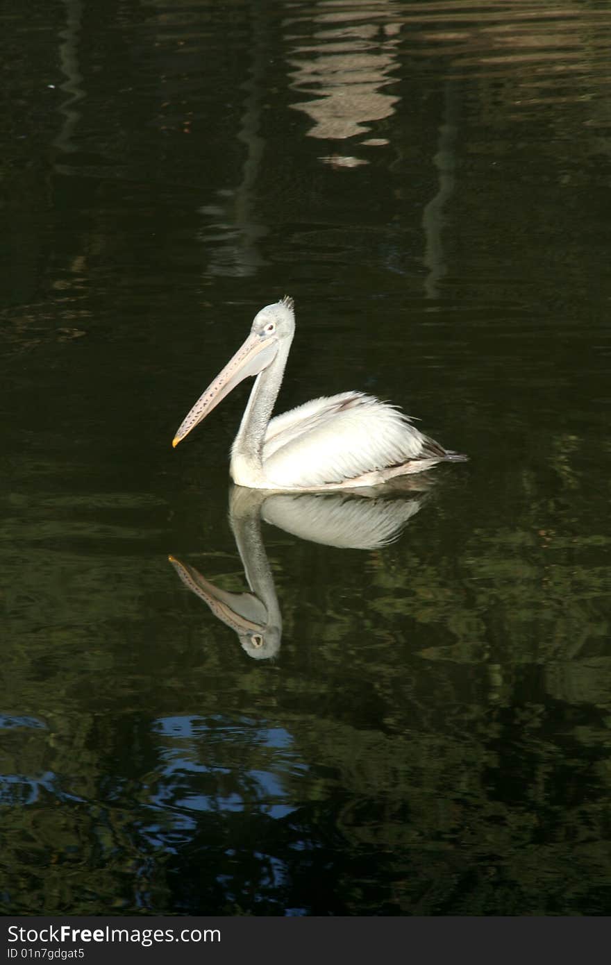 Floating Pelican