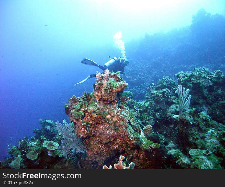 A diver enjoys the underwater serenity in the bahamas near san salvador island;. A diver enjoys the underwater serenity in the bahamas near san salvador island;