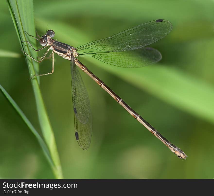 Southern Spreadwing Damselfly, Lestes australis, - Or Maybe a Slender Spreadwing, Lestes rectangularis, Resting On A Blade Of Grass