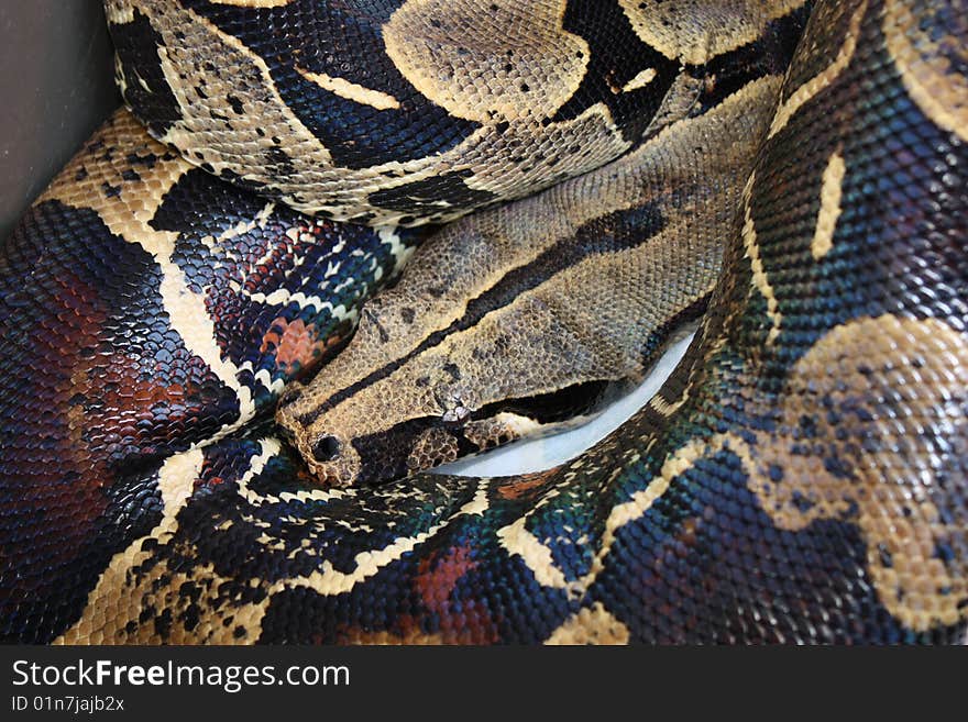 A red tail boa constrictor coiled up while resting