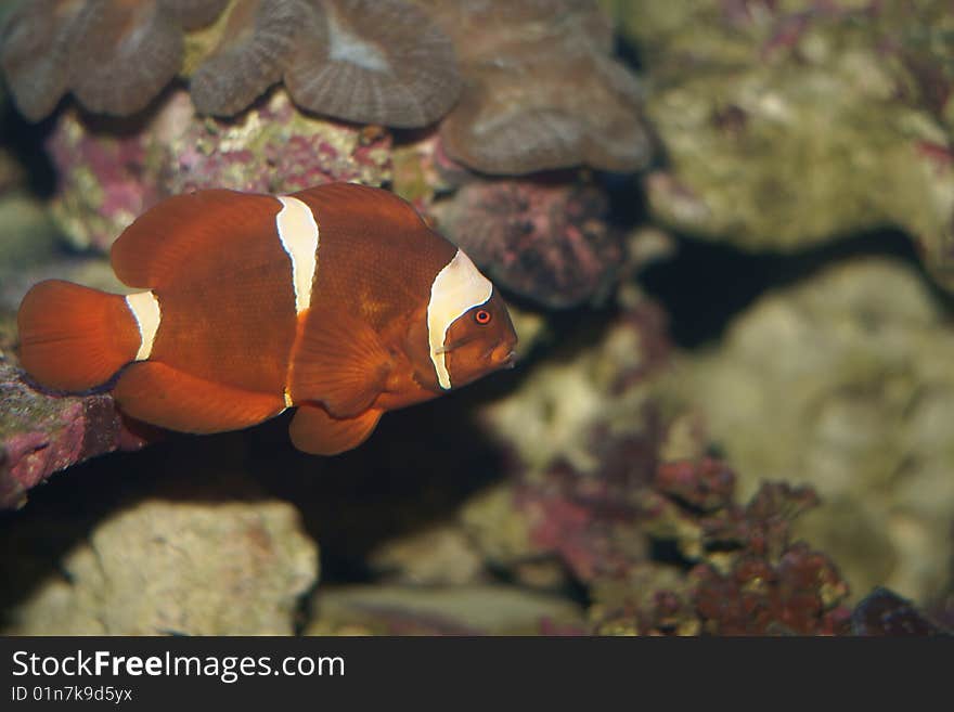 Ocellaris Clownfish, Amphiprion ocellaris