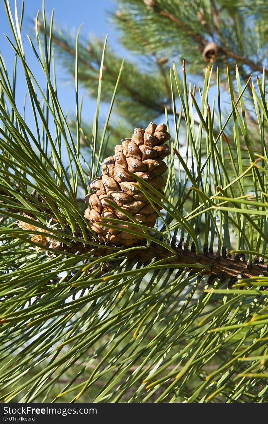 Young pine a cone on a background of the blue sky. Young pine a cone on a background of the blue sky