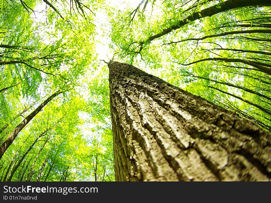 Green forest  background in sunny day