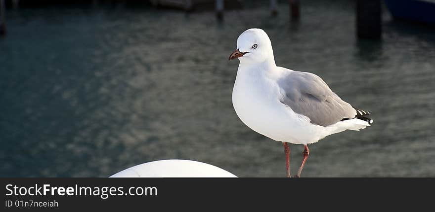 Beautiful seagull resting on a boat