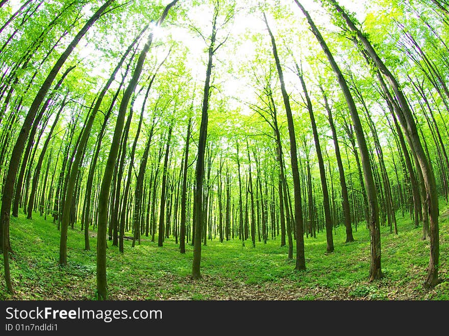 Green forest background in sunny day