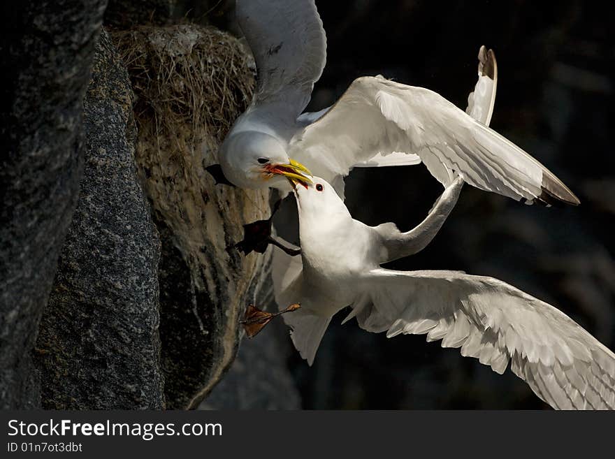 Fighting birds kittiwakes on cliffs