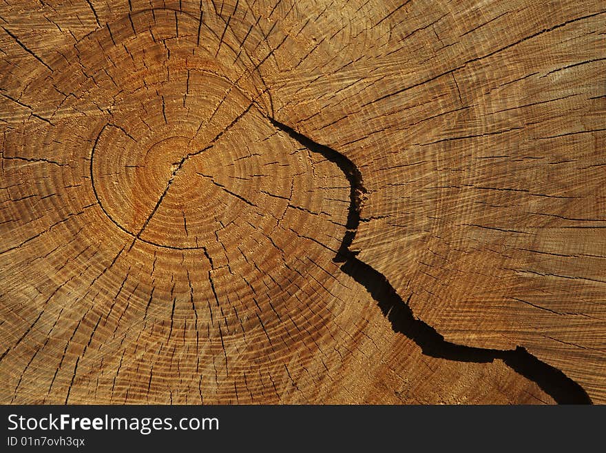 Cross section through tree log