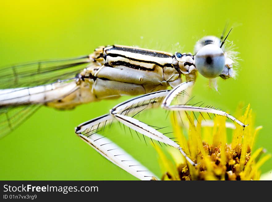 Dragon-fly landing on a flower. Dragon-fly landing on a flower