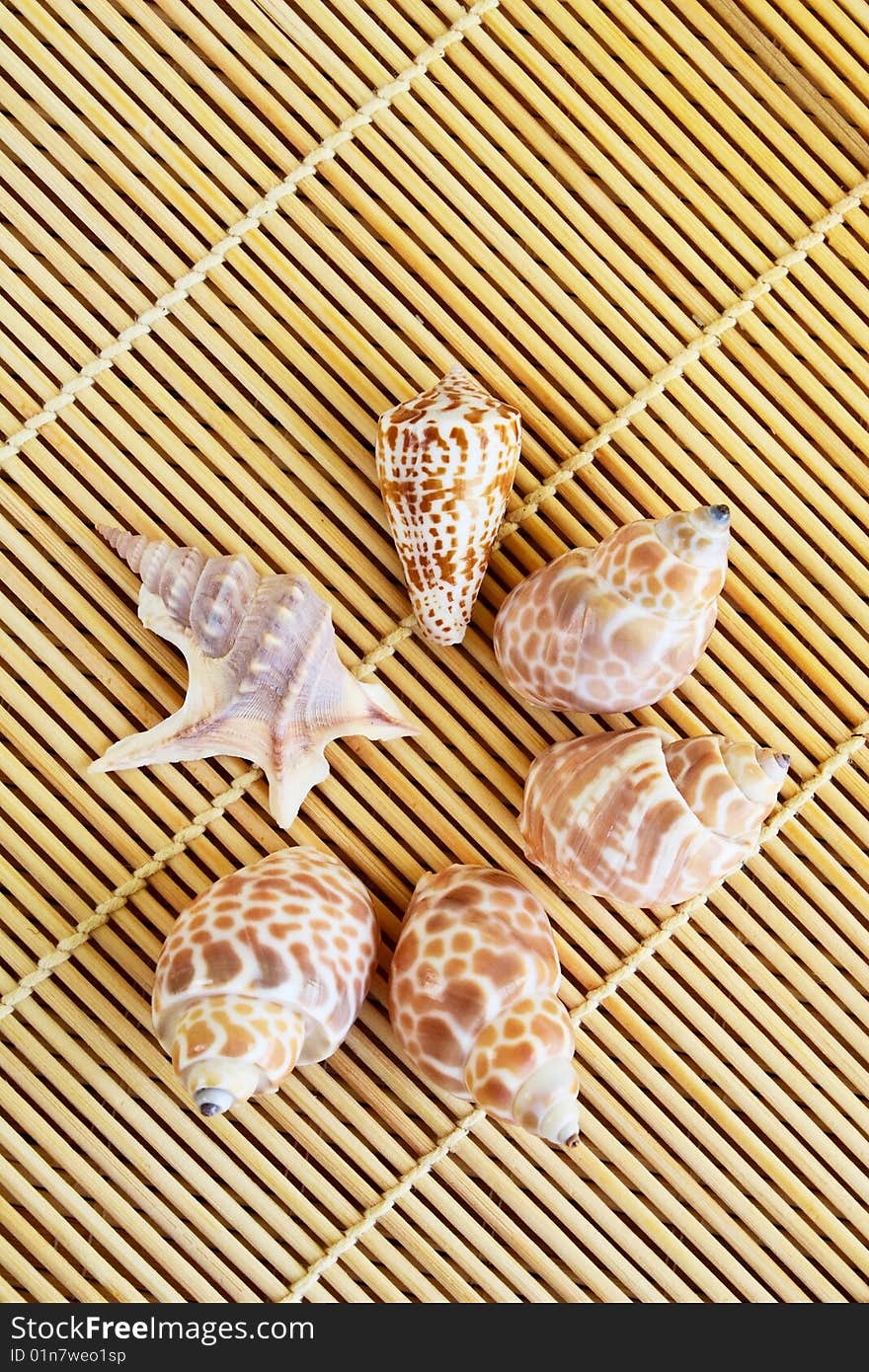 Close-up of six seashells forming a circle on a bamboo mat. Close-up of six seashells forming a circle on a bamboo mat