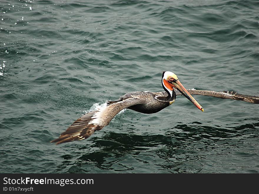 A Pelican looking for lunch in Santa Monica, CA. A Pelican looking for lunch in Santa Monica, CA